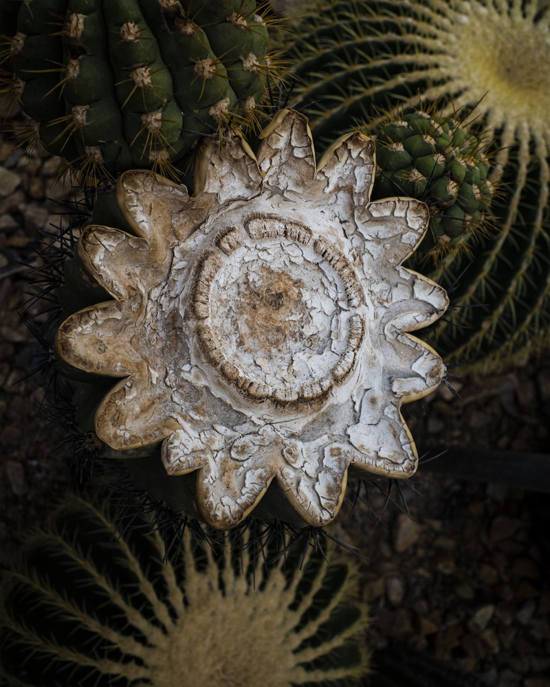 1711668542184111.jpg 仙人柱.jpg