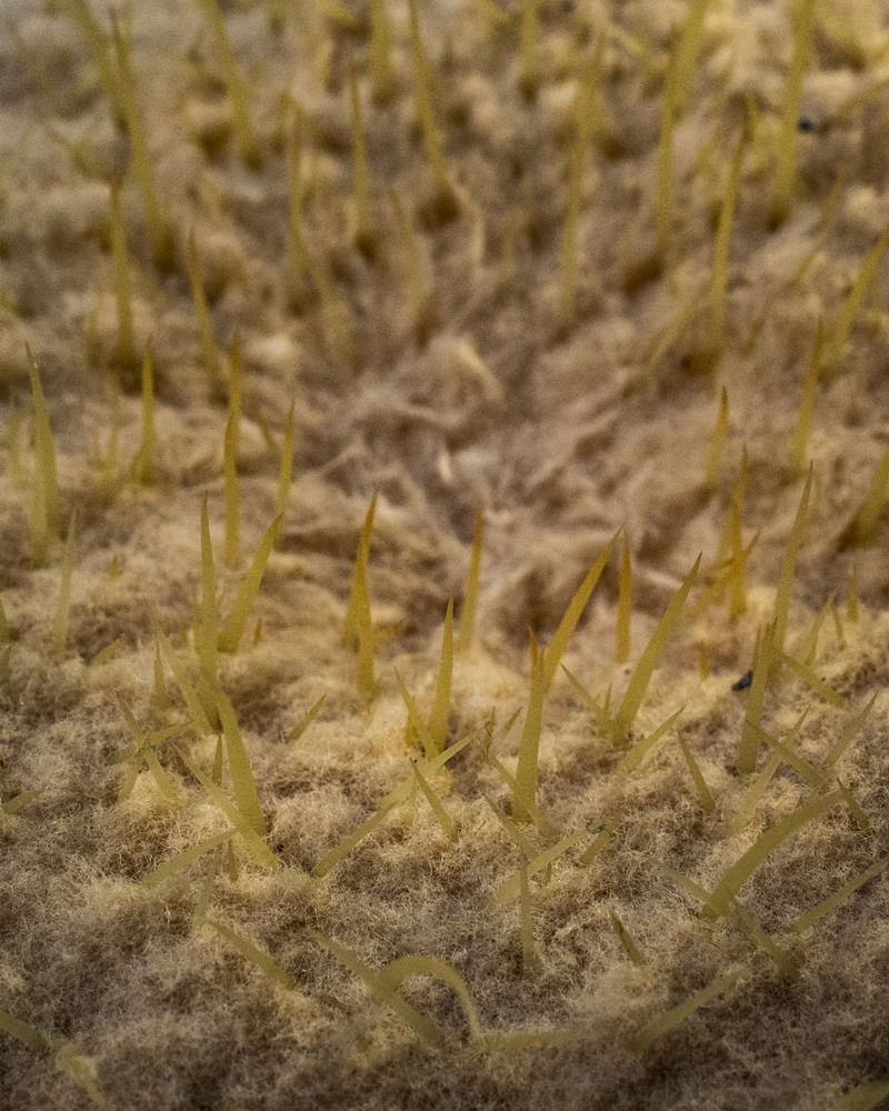 1711668556621938.jpg 仙人球.jpg